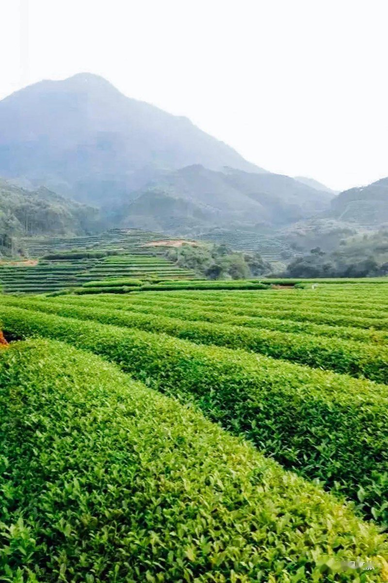 红茶批发行业动态:品质与市场的碰撞